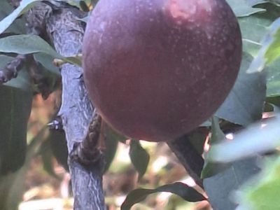 EASTER BERRY NATURE WALK EGG HUNT SAT April 19th