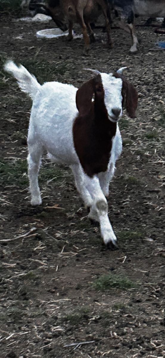 Young female Boar