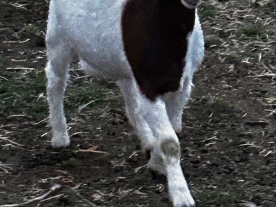 Young female Boar