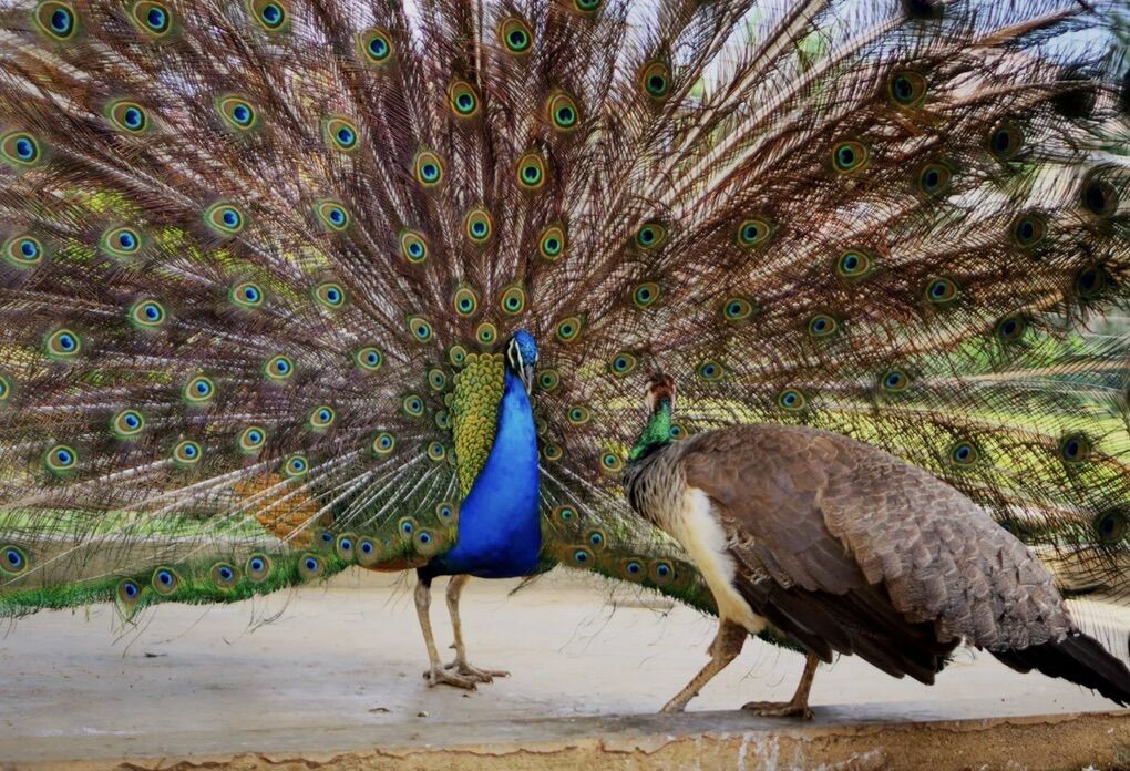 Peacock And Pea hens Starter Flock
