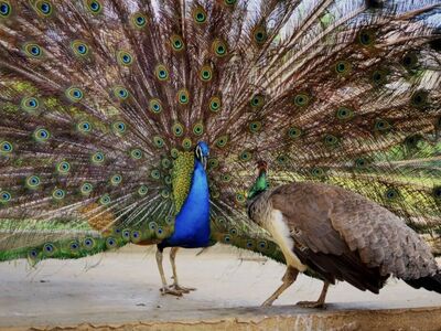 Peacock And Pea hens Starter Flock