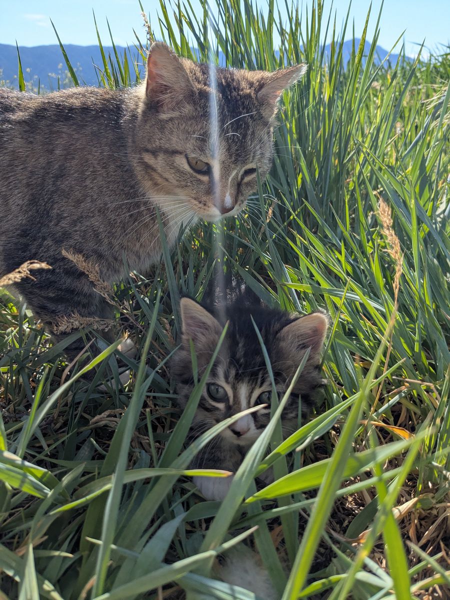 Free Kittens!
