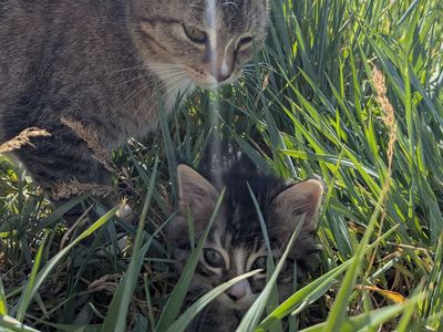 Free Kittens!
