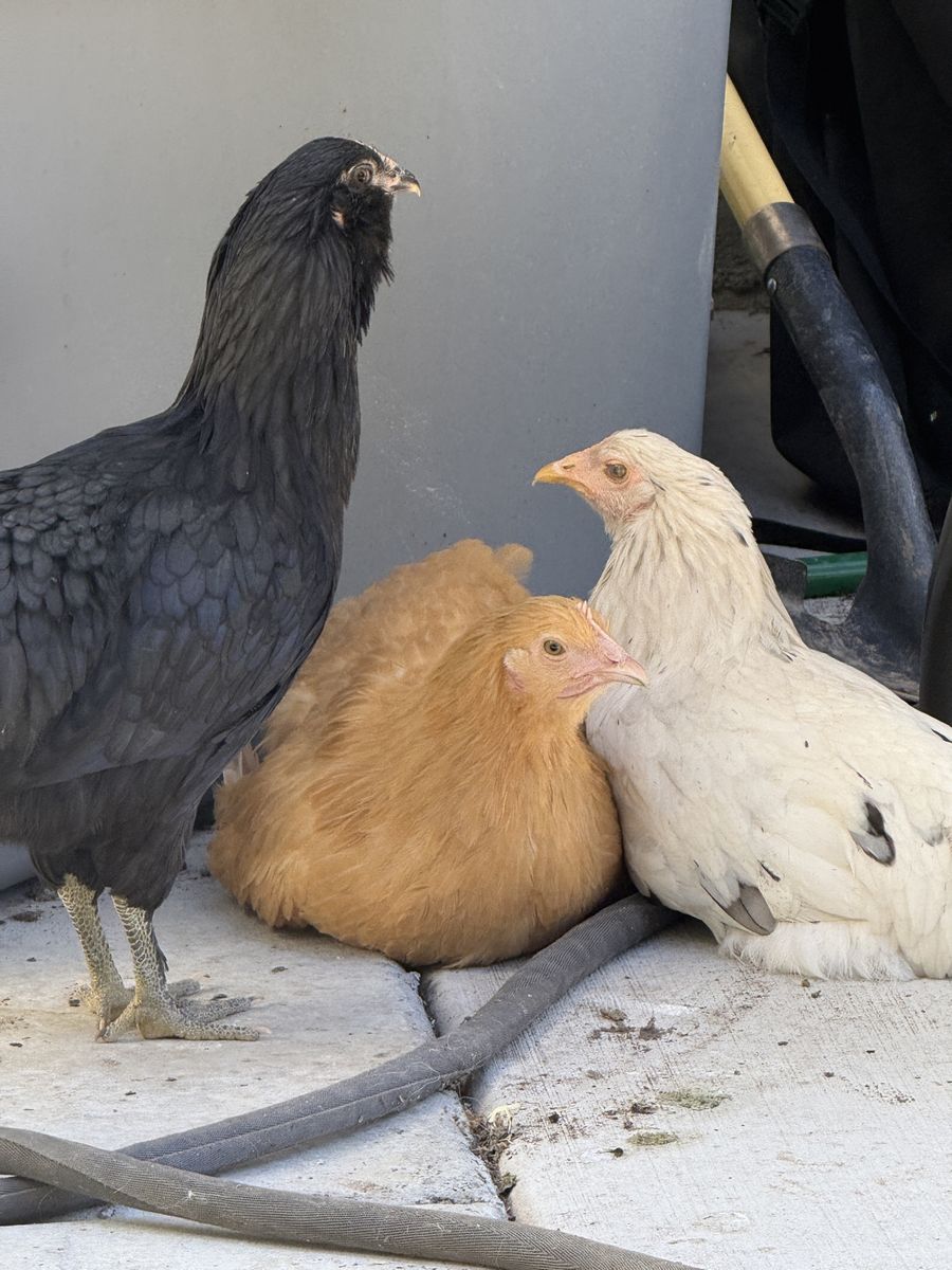 Chickens