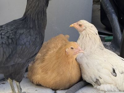 Chickens