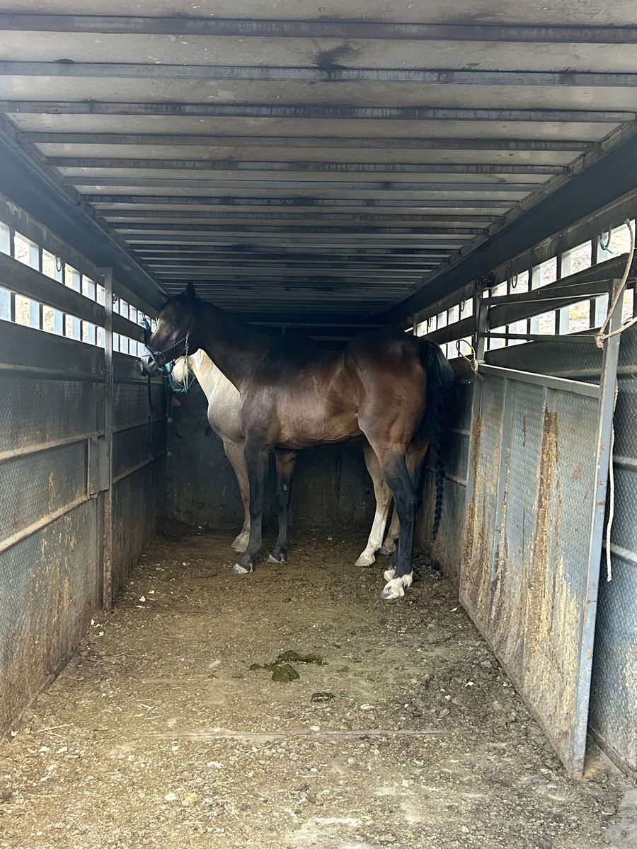 Thoroughbred Gelding "Stetson" - 17 Hands - Experienced Trail Horse