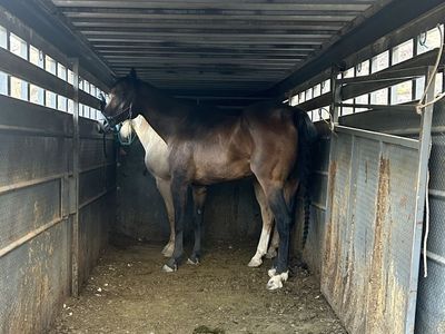 Thoroughbred Gelding "Stetson" - 17 Hands - Experienced Trail Horse