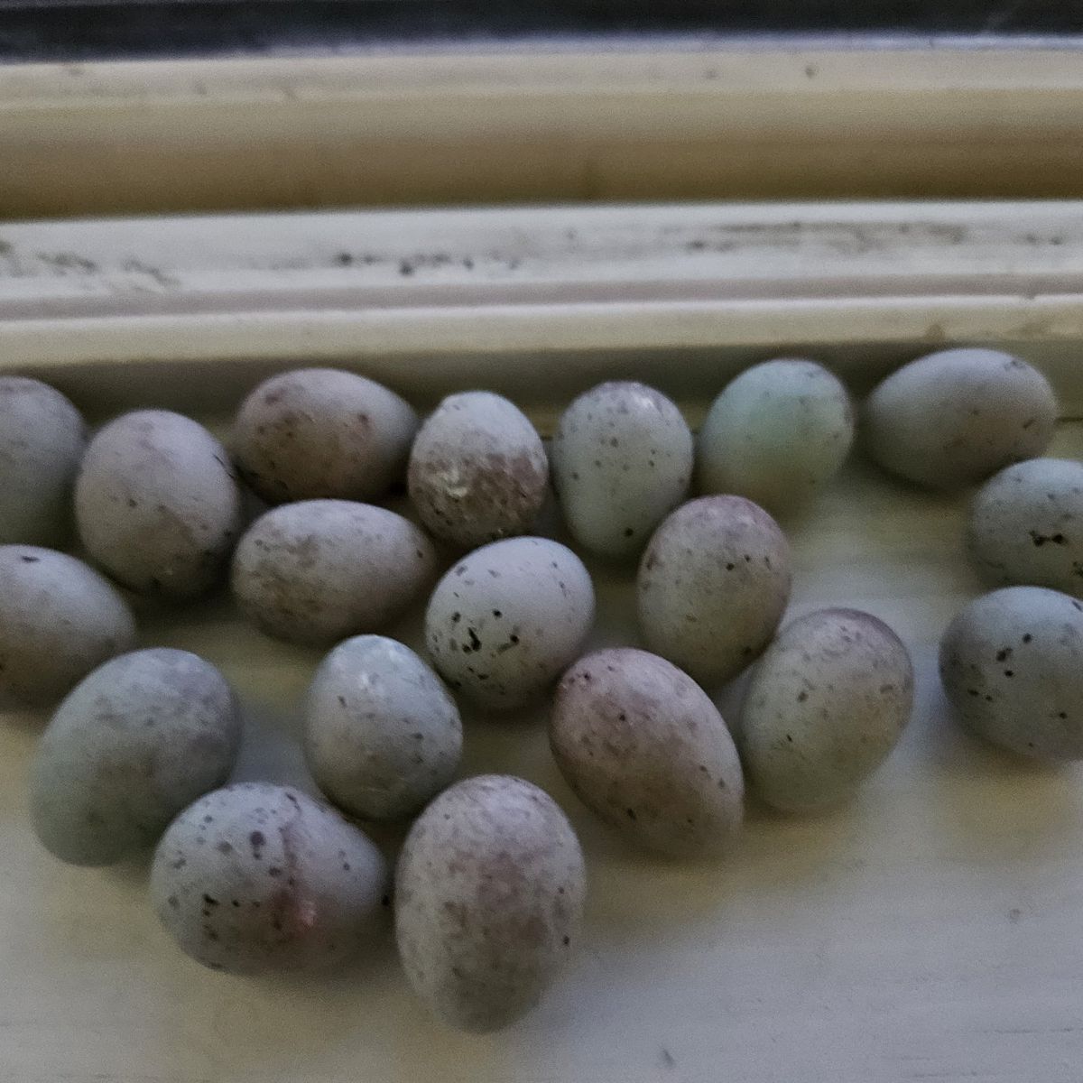 Canary eggs for snake food/etc