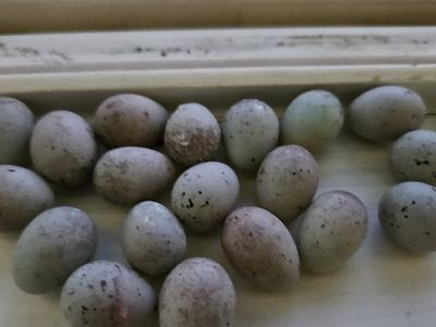 Canary eggs for snake food/etc