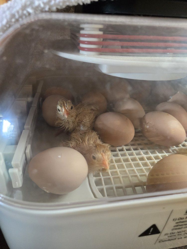 Buff Orpington chicks