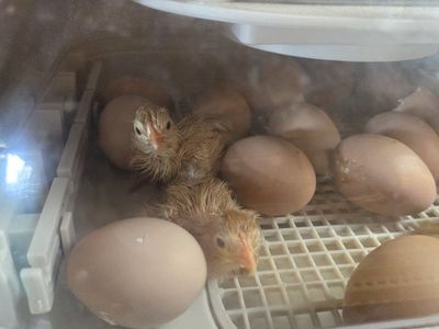 Buff Orpington chicks