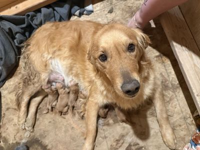 AKC golden retriever puppies