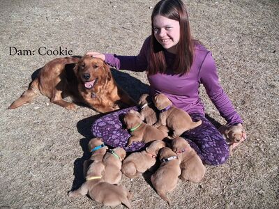 AKC Golden Retriever Puppies