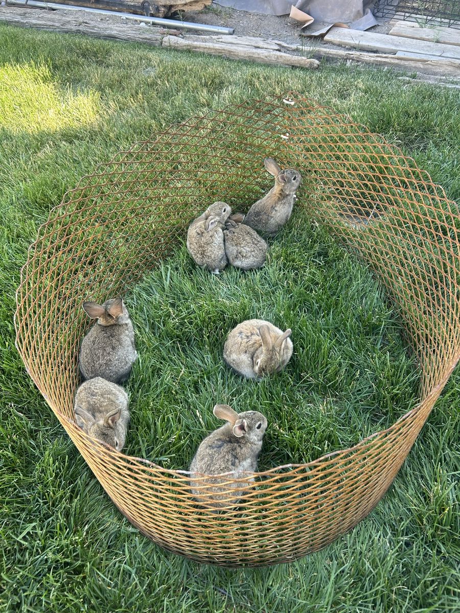 Rabbits