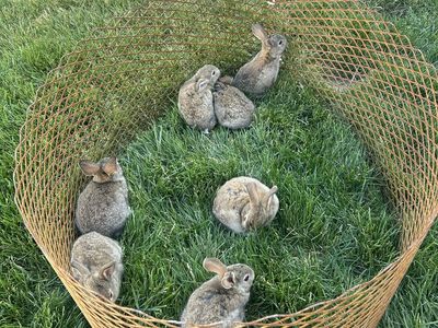 Rabbits