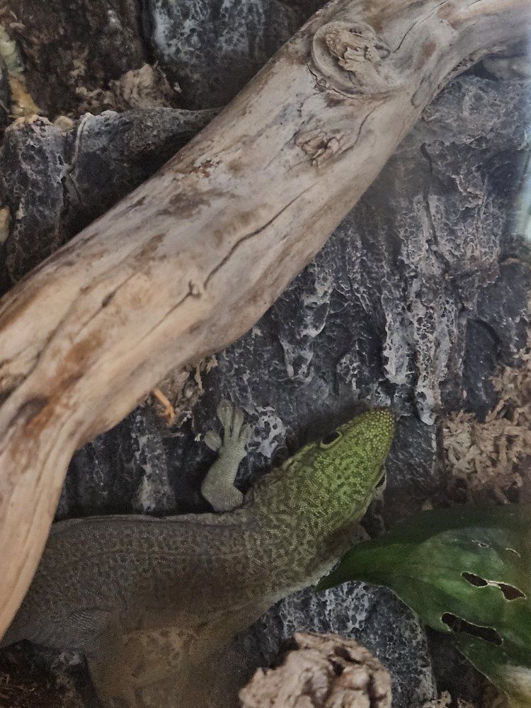 breeding group psyllium day geckos