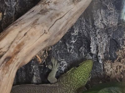breeding group psyllium day geckos