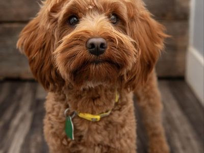 Toy Goldendoodle Stid no curl FF