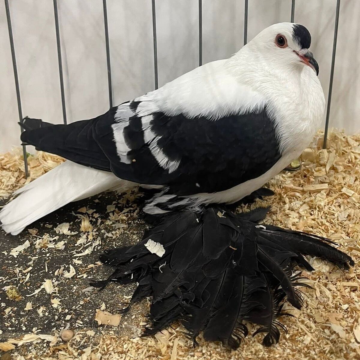 TRADE Silesian Swallows for Saxon Fairy Pigeons