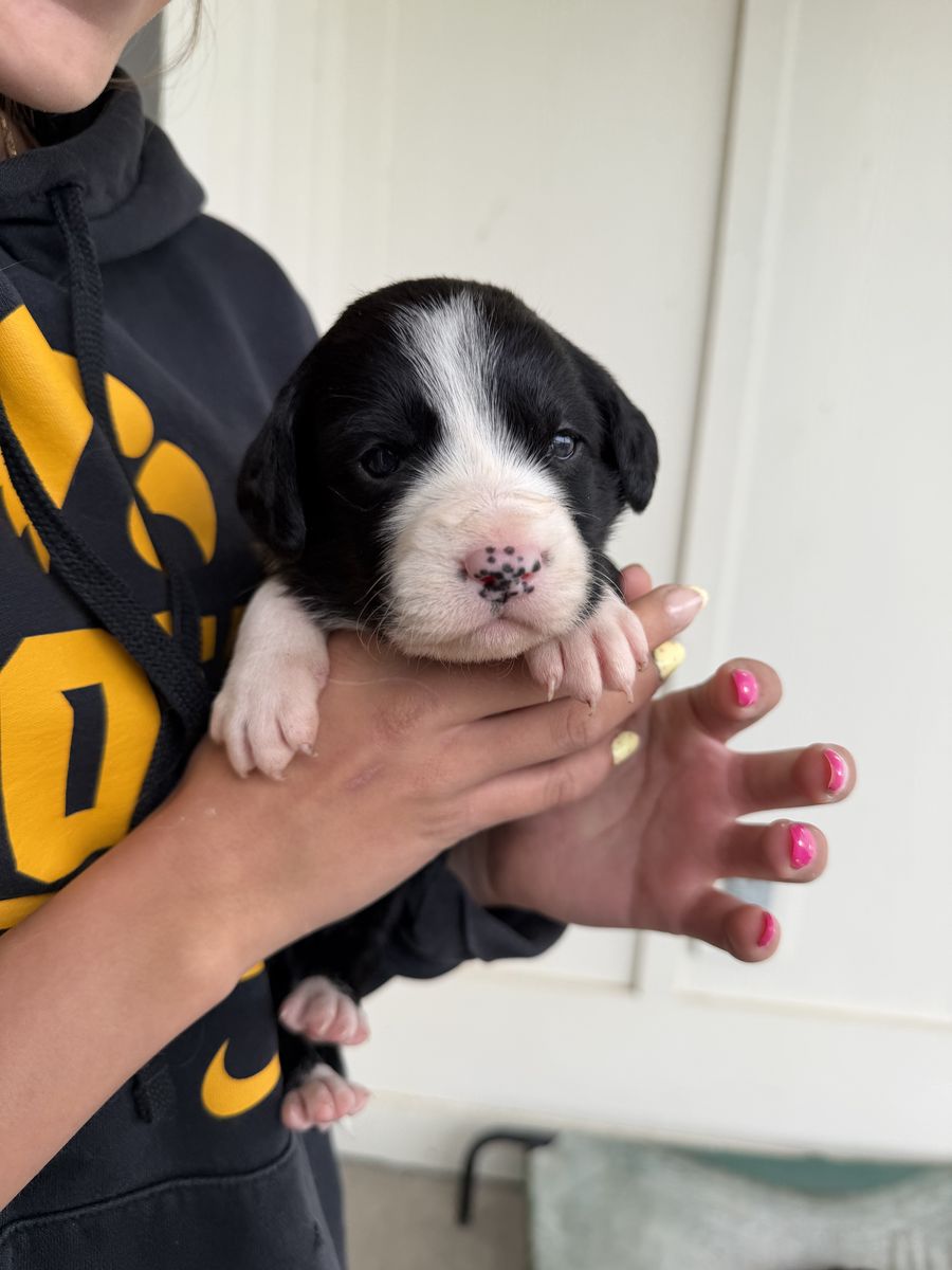 Golden Collie Puppies- The Best Of Both Worlds!