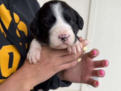 Golden Collie Puppies- The Best Of Both Worlds!