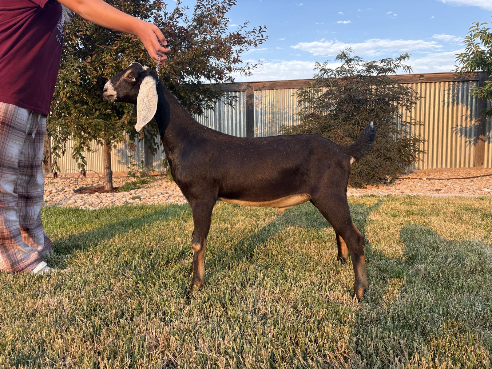 Registrable Nubian buckling