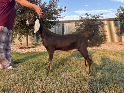 Registrable Nubian buckling