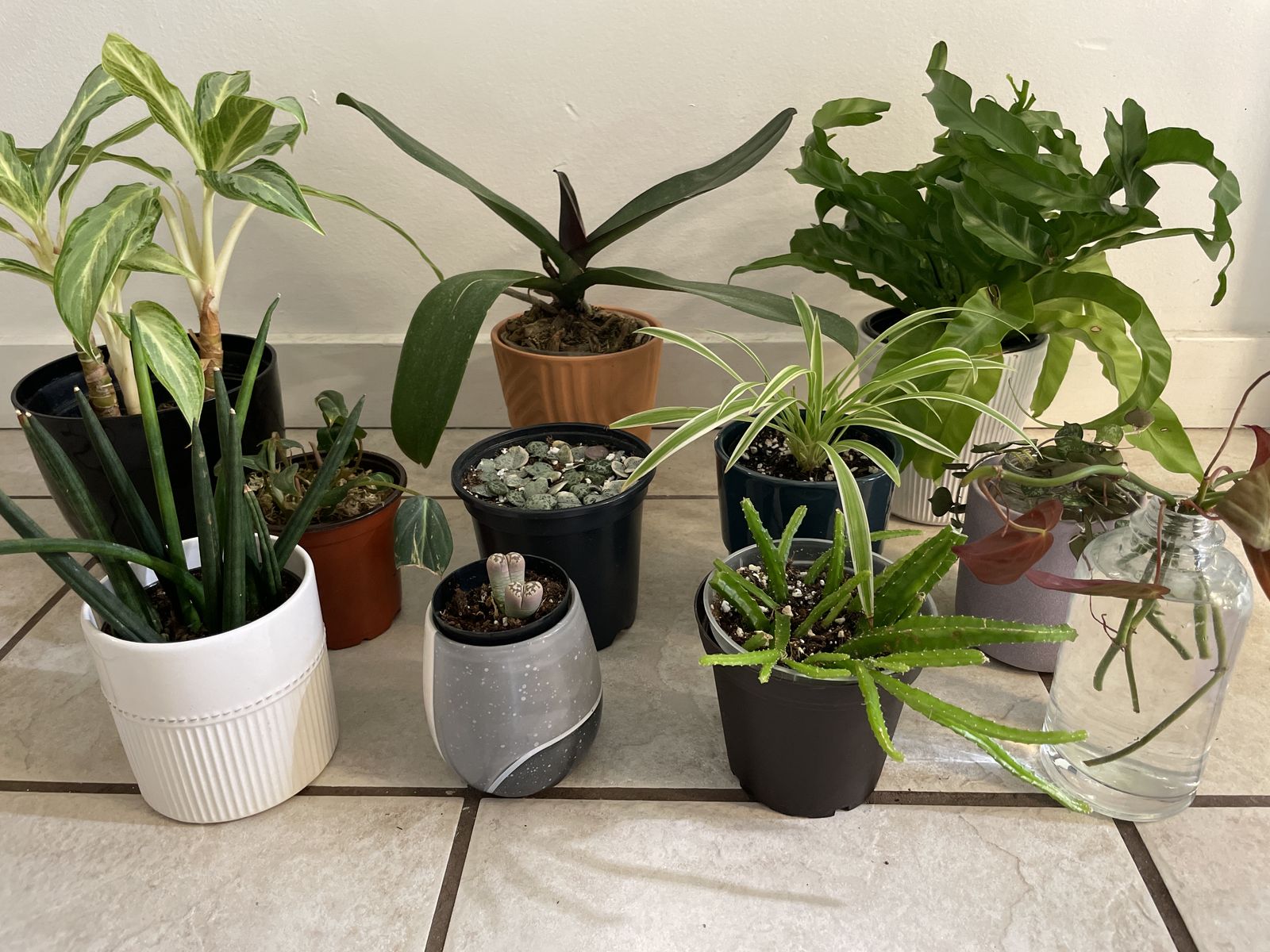 Houseplants