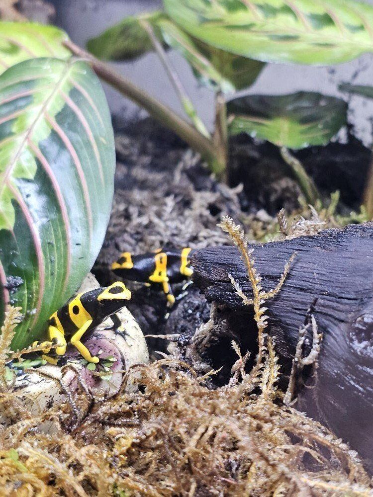 Bumblebee Dart frogs