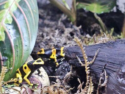 Bumblebee Dart frogs