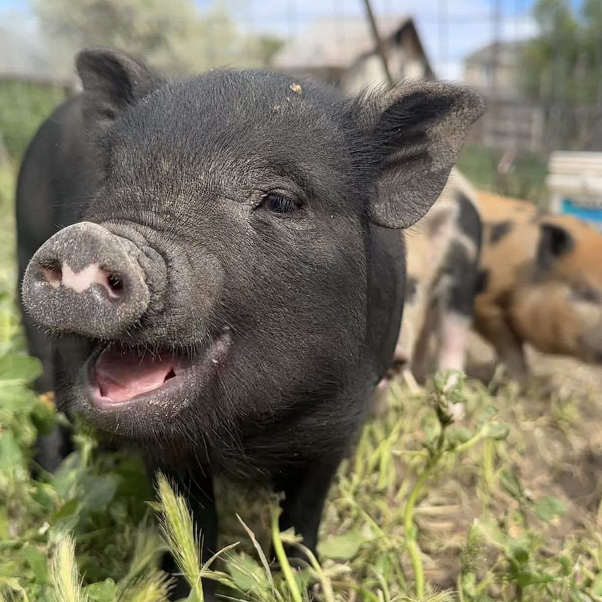 Adorable Mini Juliana piglets / Potbelly pig mix ready for forever homes.