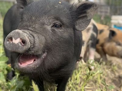 Adorable Mini Juliana piglets / Potbelly pig mix ready for forever homes.
