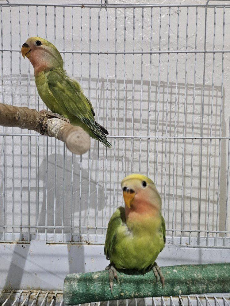 Baby Lovebirds