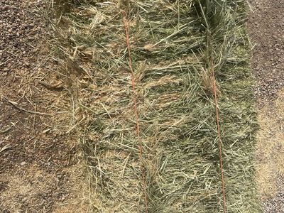 Feeder grass hay for sale