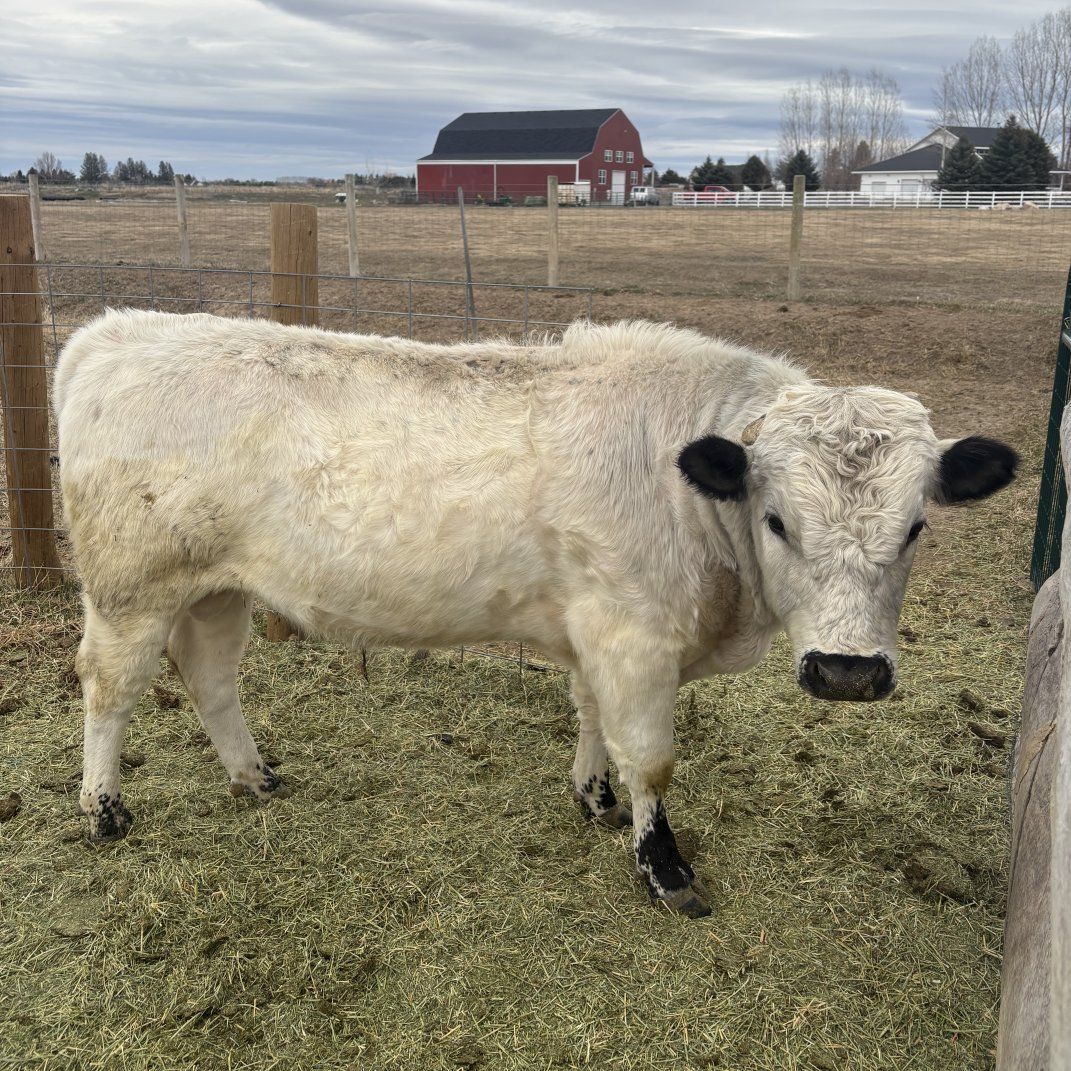 White Dexter Mix Bull