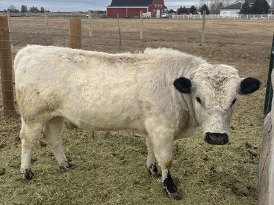 White Dexter Mix Bull
