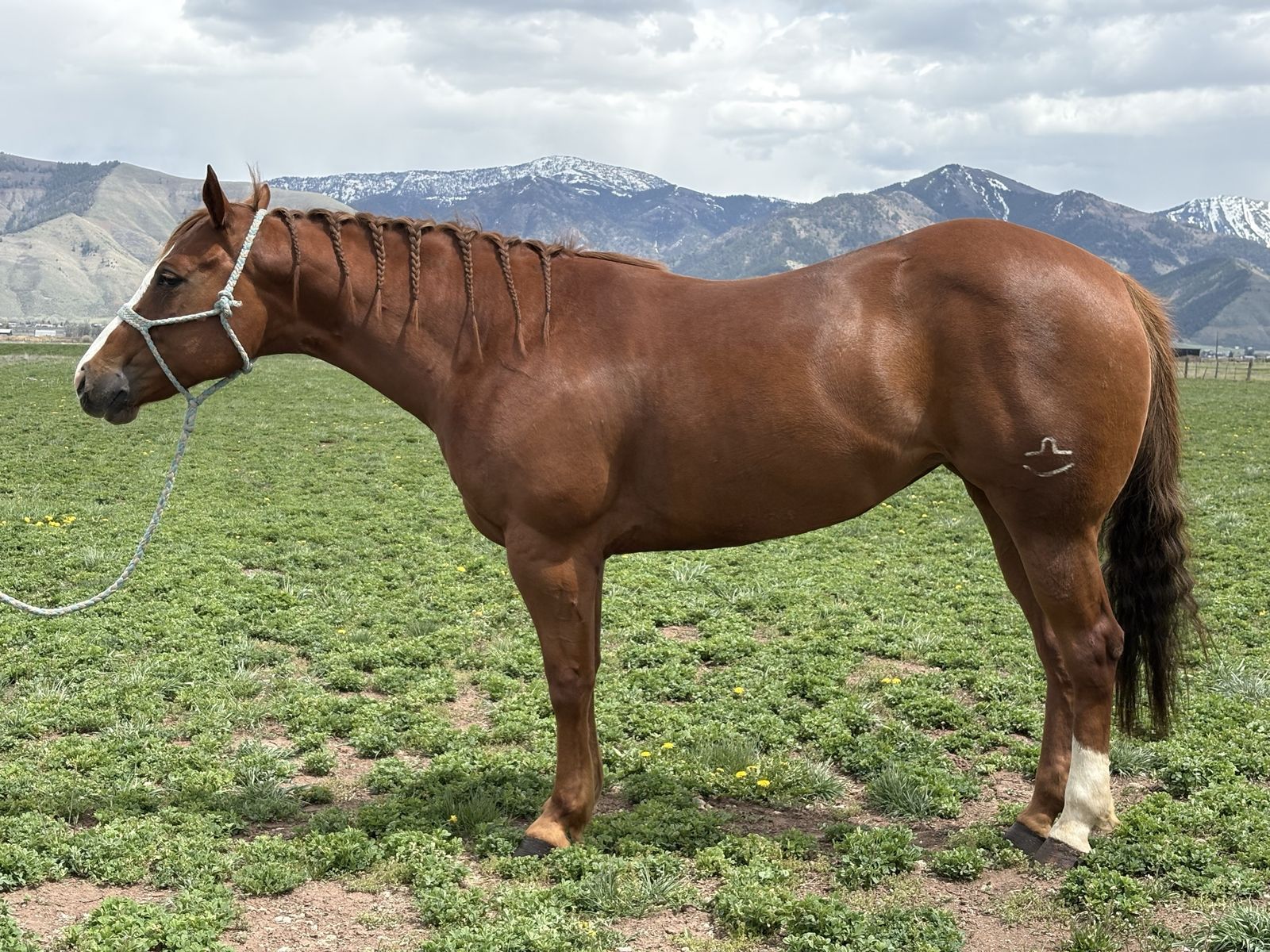 Whatza Girl Gotta Do- 2016 AQHA Mare