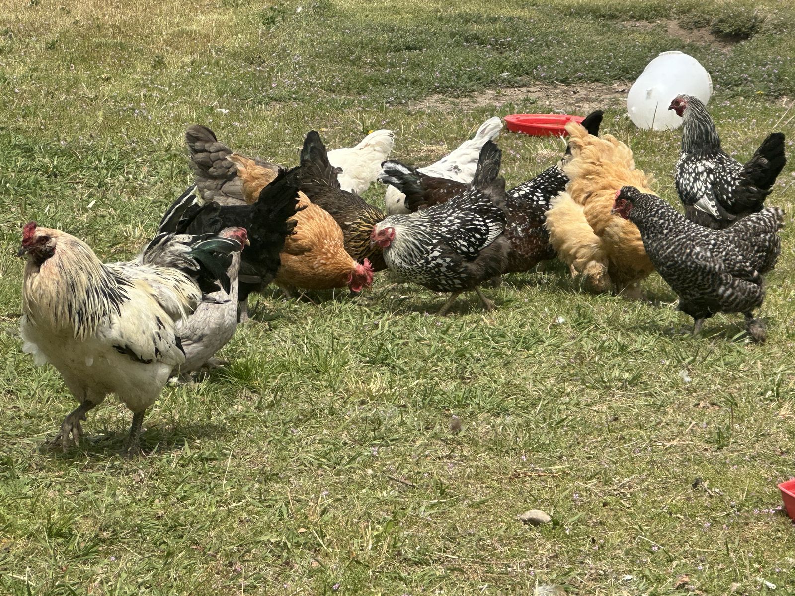 I’m looking for Hens.