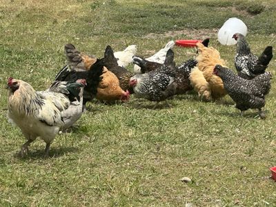 I’m looking for Hens.