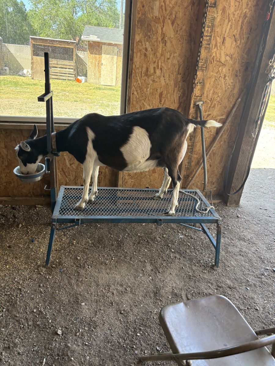 Beautiful alpine yearling in milk