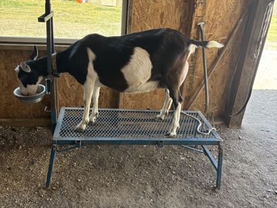 Beautiful alpine yearling in milk