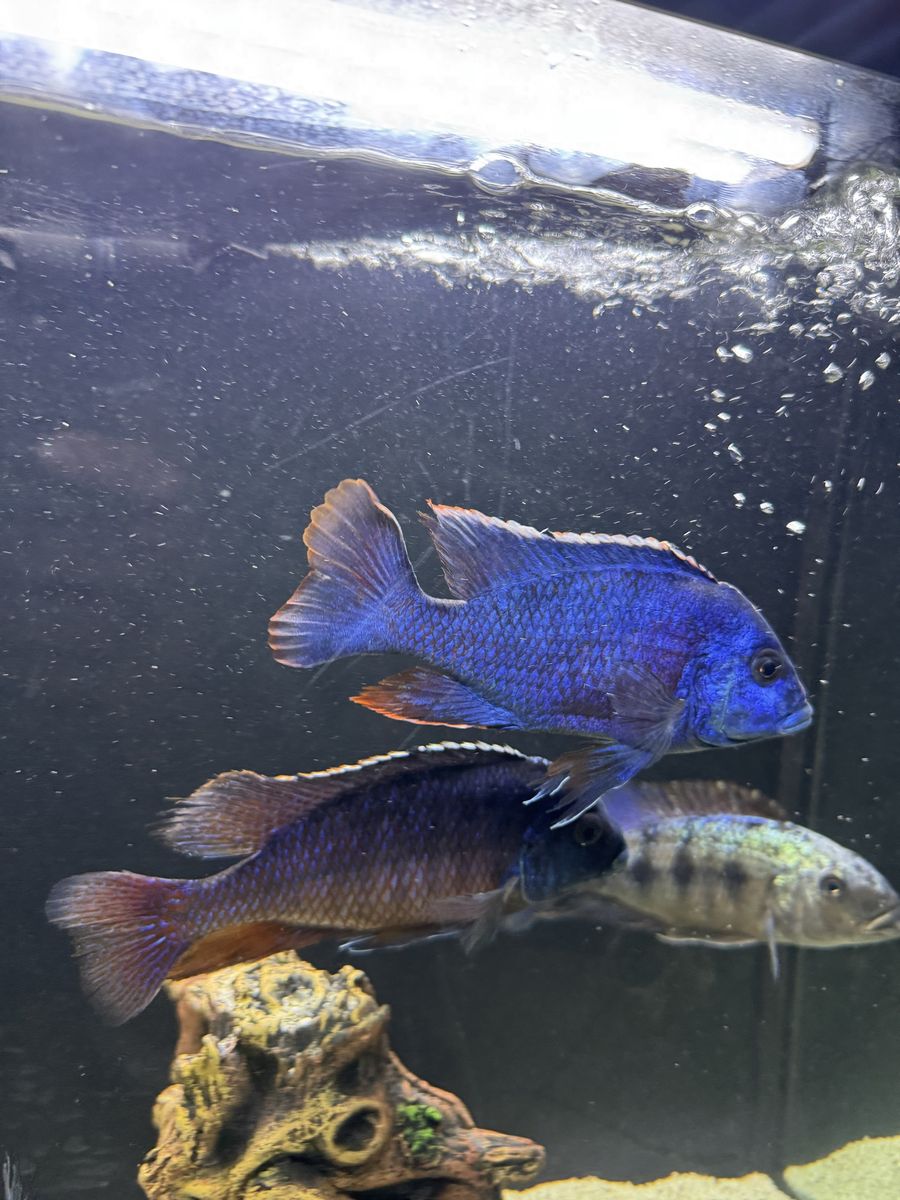 Assorted African Cichlid Fish Group - Blue and Calico Cichlids