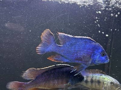 Assorted African Cichlid Fish Group - Blue and Calico Cichlids