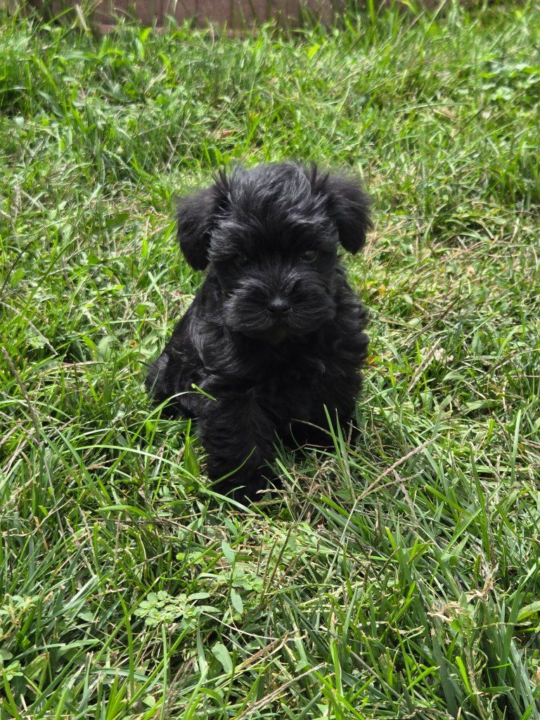 miniature (toy) schnauzer
