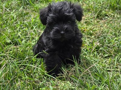miniature (toy) schnauzer