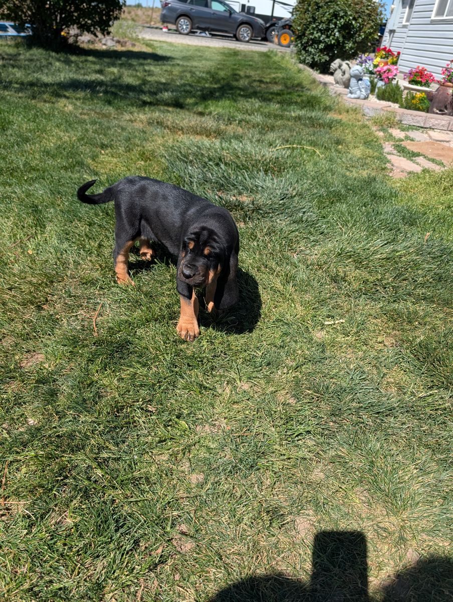 Bloodhound puppy