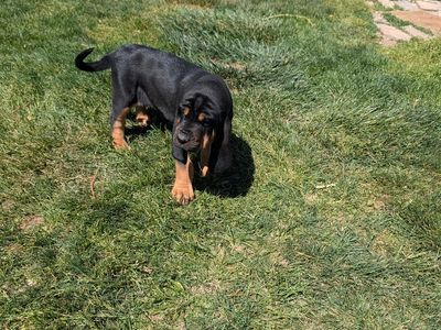 Bloodhound puppy