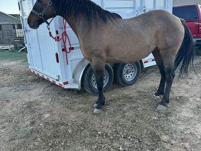 9 year old Dun Mare