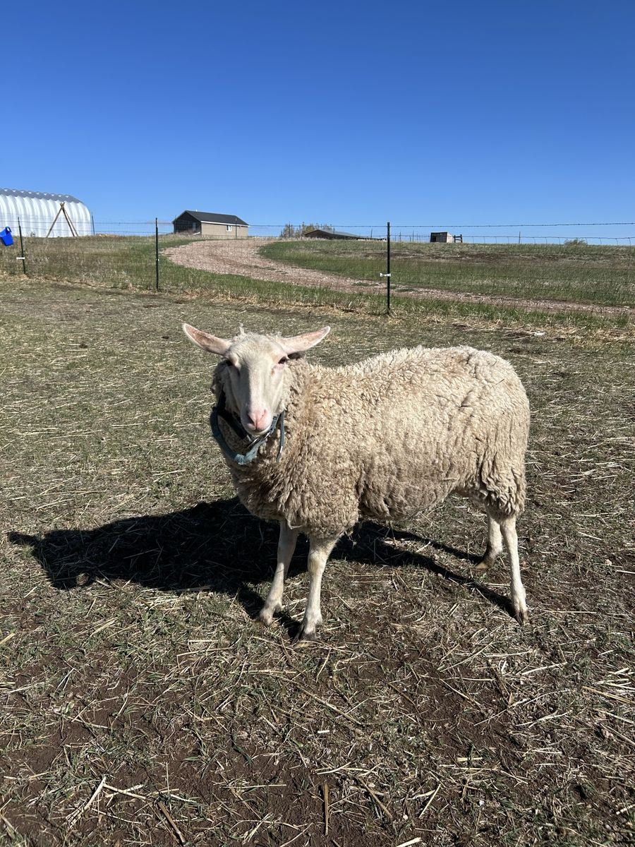 Dairy sheep herd