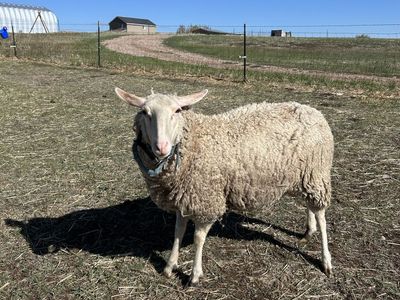 Dairy sheep herd